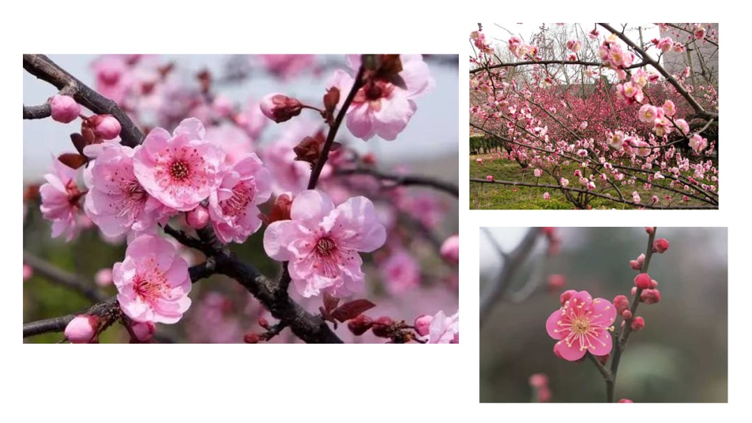 幼儿园中班语言教案：梅花古诗（含PPT课件图片）