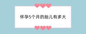 怀孕5个月的胎儿有多大
