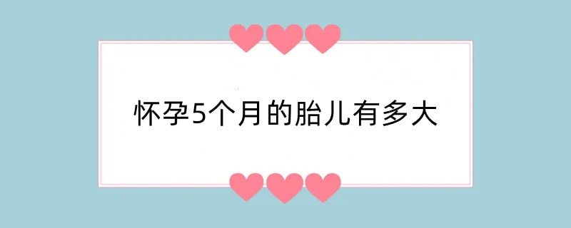 怀孕5个月的胎儿有多大