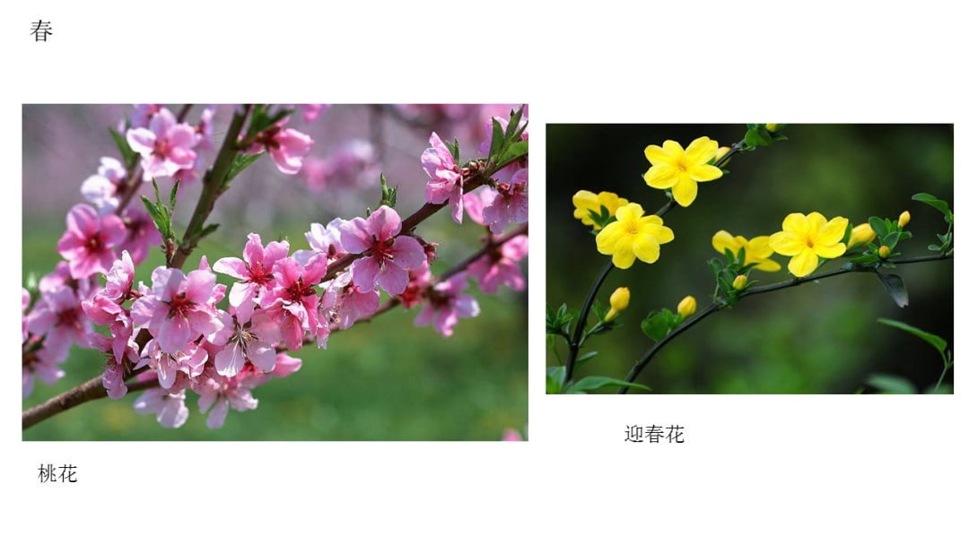 幼儿园中班科学教案：花开花落（含PPT课件图片）