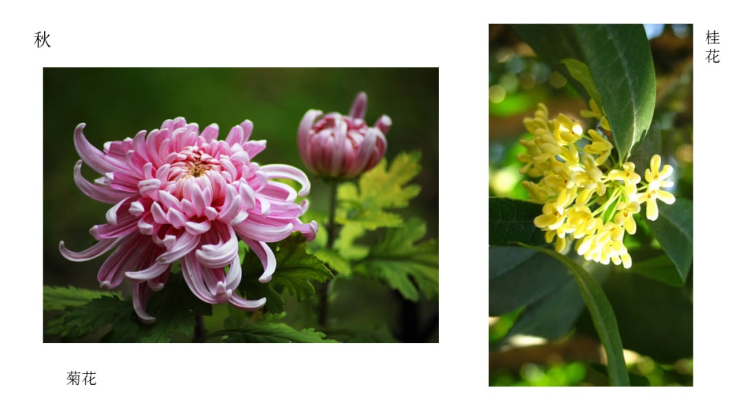 幼儿园中班科学教案：花开花落（含PPT课件图片）