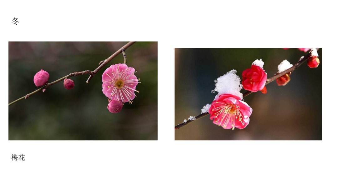 幼儿园中班科学教案：花开花落（含PPT课件图片）