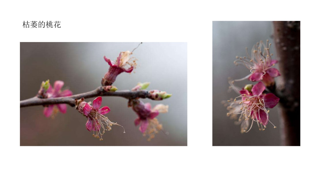 幼儿园中班科学教案：花开花落（含PPT课件图片）