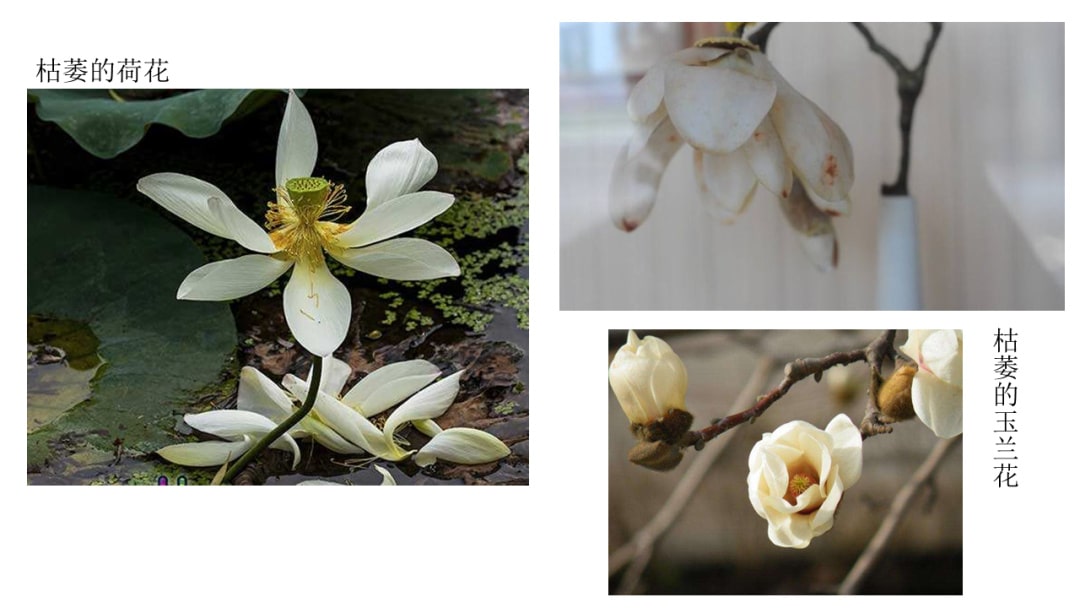 幼儿园中班科学教案：花开花落（含PPT课件图片）