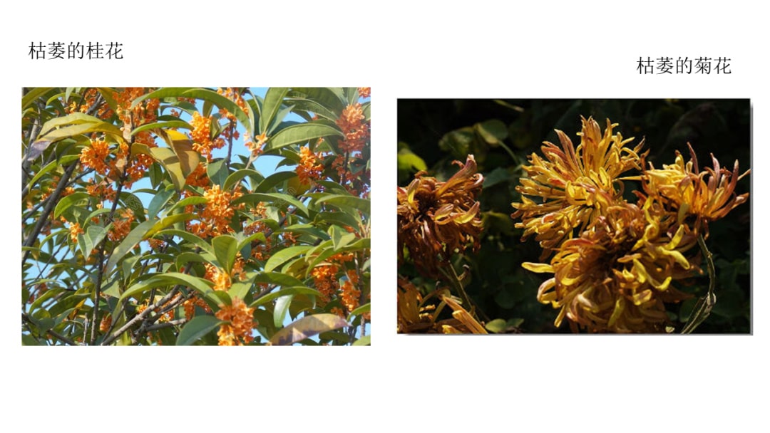 幼儿园中班科学教案：花开花落（含PPT课件图片）