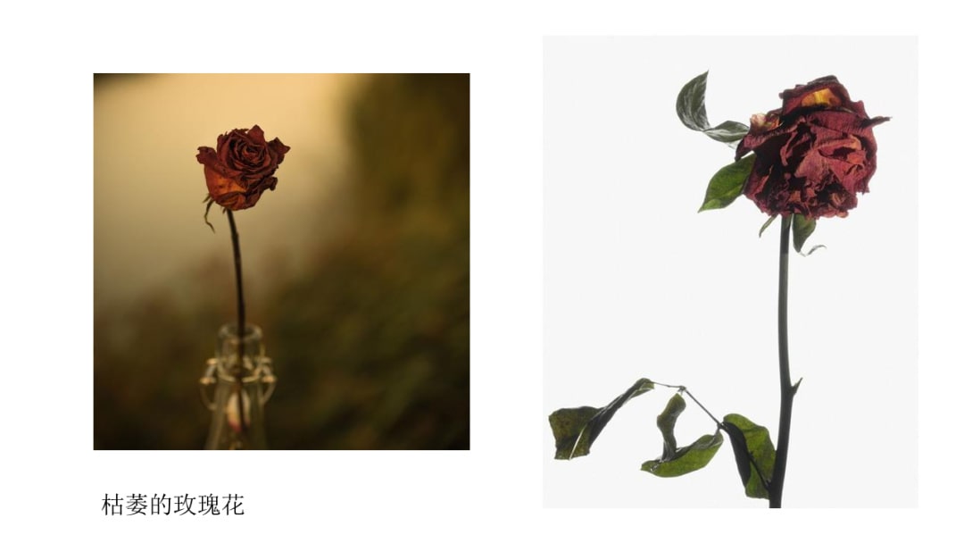 幼儿园中班科学教案：花开花落（含PPT课件图片）