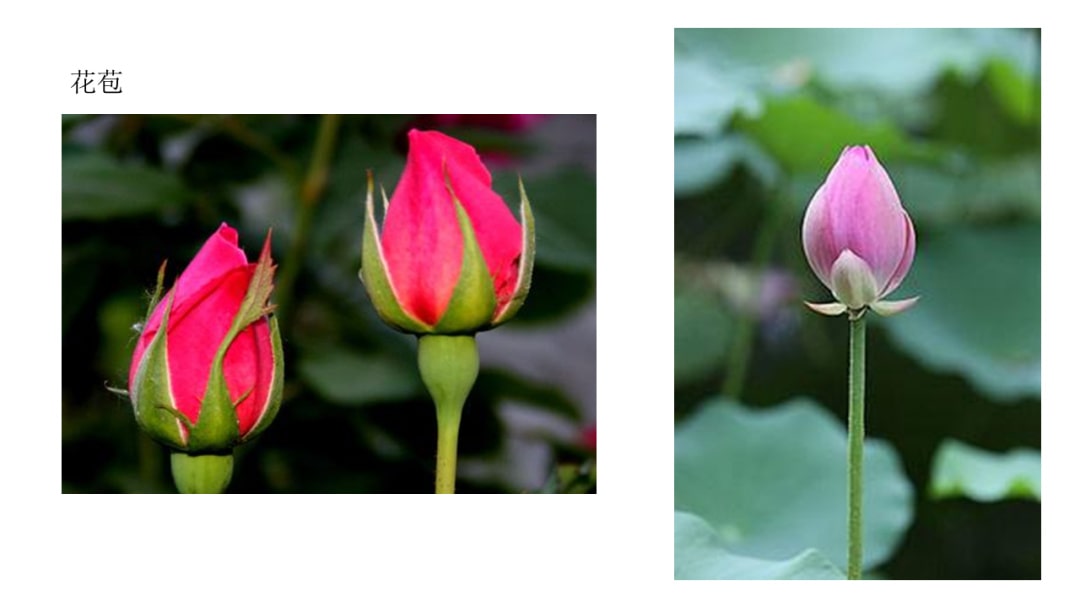 幼儿园中班科学教案：花开花落（含PPT课件图片）