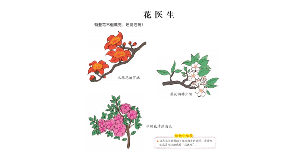 幼儿园中班社会教案：花医生（含PPT课件图片）