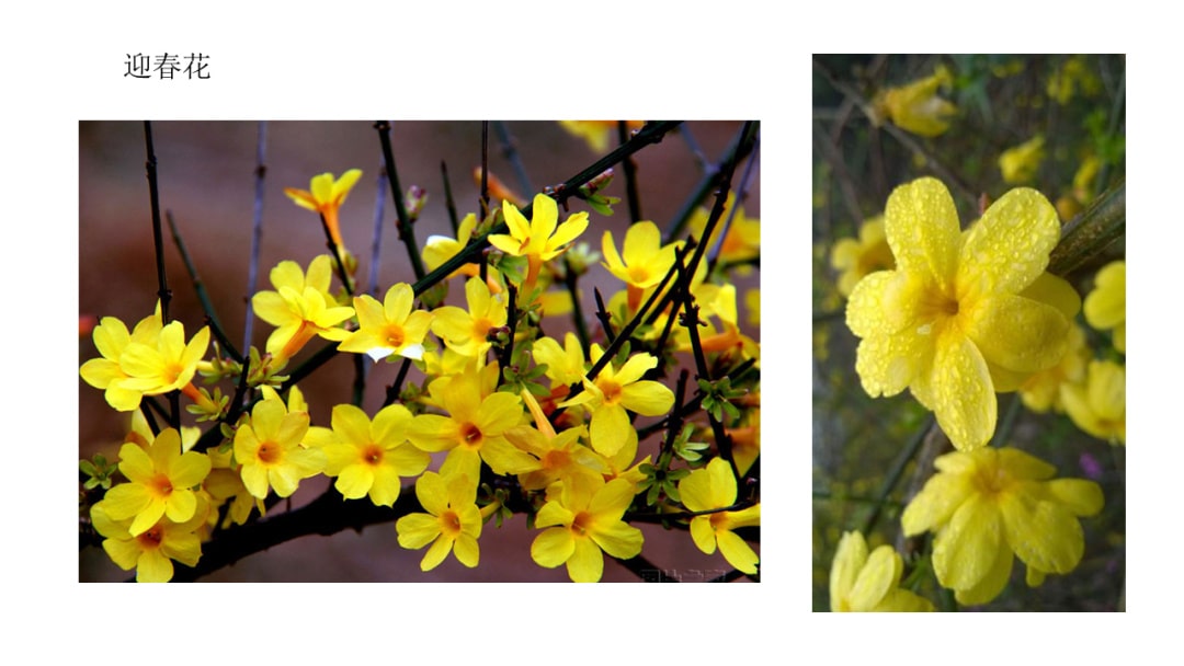 幼儿园中班社会教案：花医生（含PPT课件图片）