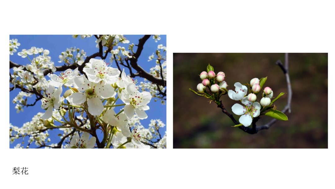 幼儿园中班社会教案：花医生（含PPT课件图片）