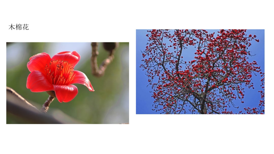 幼儿园中班社会教案：花医生（含PPT课件图片）