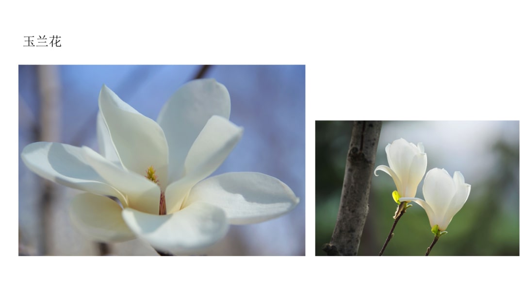 幼儿园中班社会教案：花医生（含PPT课件图片）