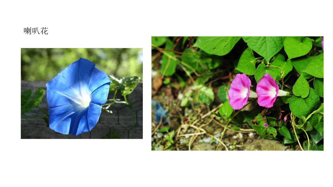 幼儿园中班社会教案：花医生（含PPT课件图片）