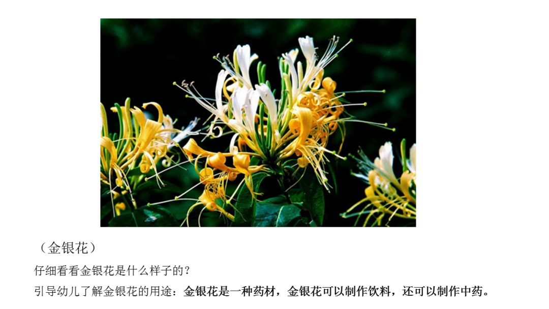 幼儿园中班社会教案：花医生（含PPT课件图片）