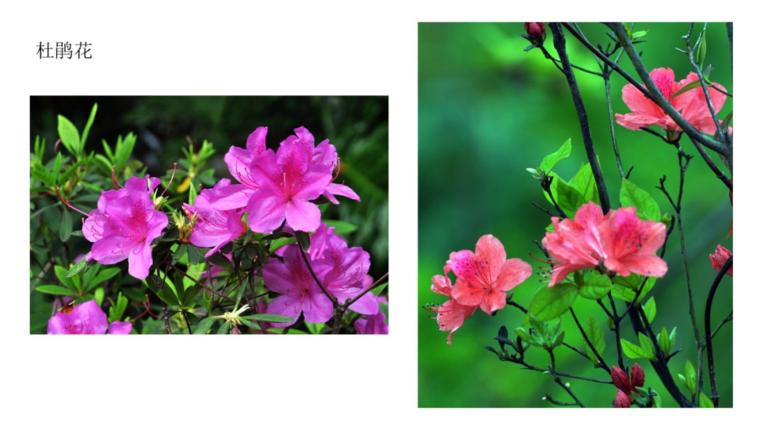 幼儿园中班社会教案：花医生（含PPT课件图片）