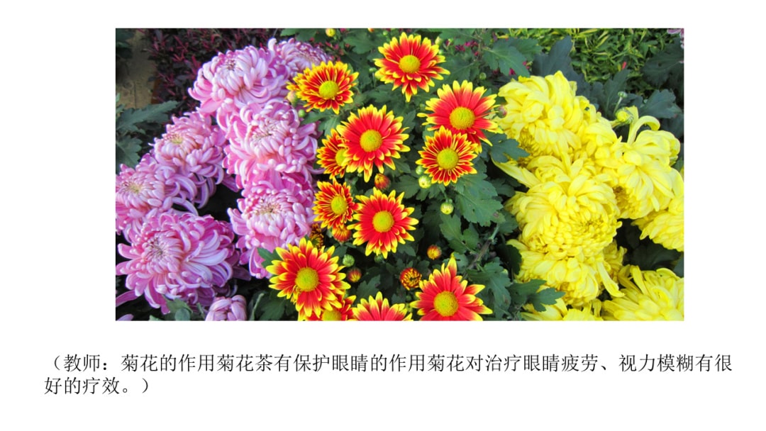 幼儿园中班社会教案：花医生（含PPT课件图片）
