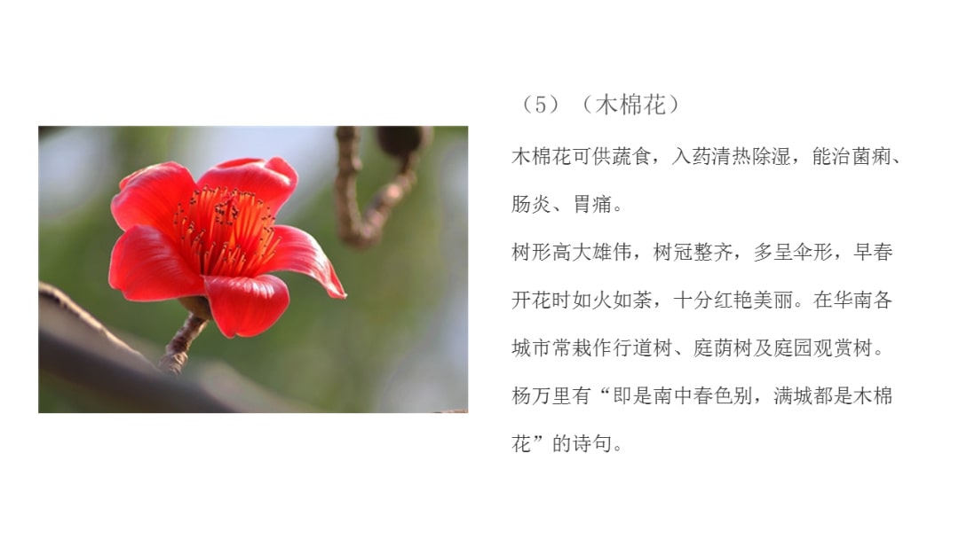 幼儿园中班社会教案：花医生（含PPT课件图片）