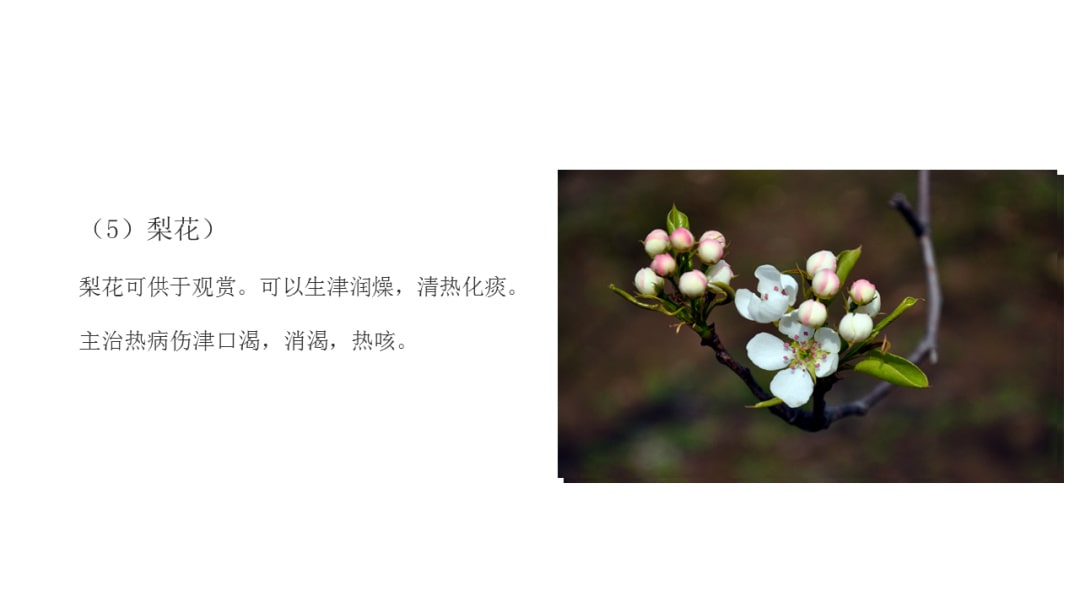 幼儿园中班社会教案：花医生（含PPT课件图片）