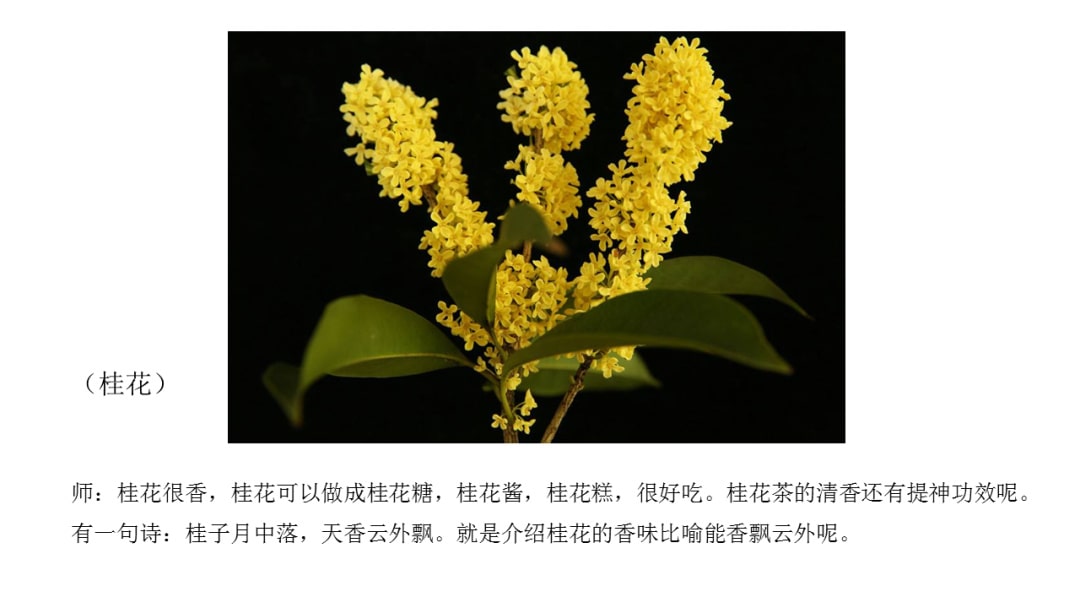 幼儿园中班社会教案：花医生（含PPT课件图片）