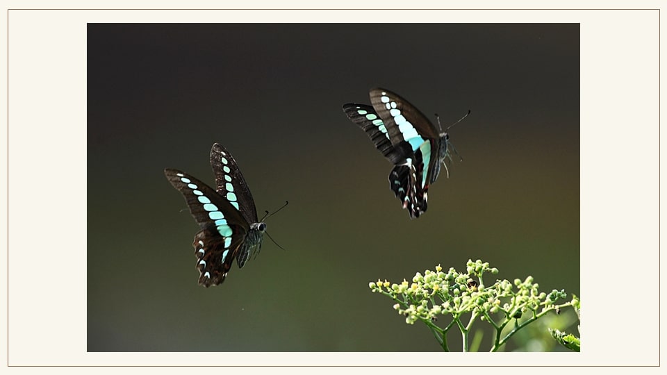 幼儿园中班艺术教案：化蝶（含PPT课件图片）