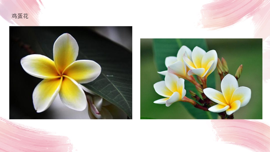 幼儿园中班艺术教案：鸡蛋花（含PPT课件图片）