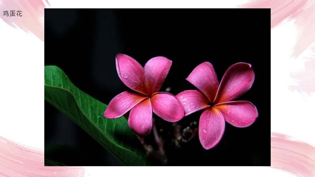 幼儿园中班艺术教案：鸡蛋花（含PPT课件图片）