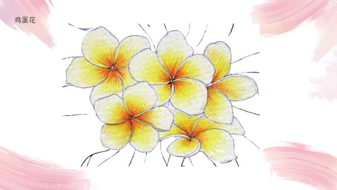 幼儿园中班艺术教案：鸡蛋花（含PPT课件图片）