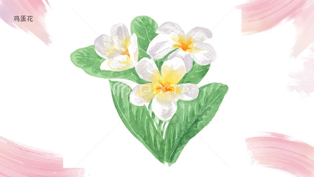 幼儿园中班艺术教案：鸡蛋花（含PPT课件图片）