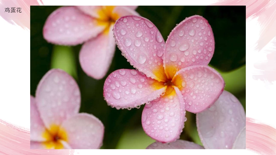 幼儿园中班艺术教案：鸡蛋花（含PPT课件图片）