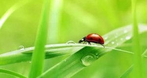 惊蛰是什么意思