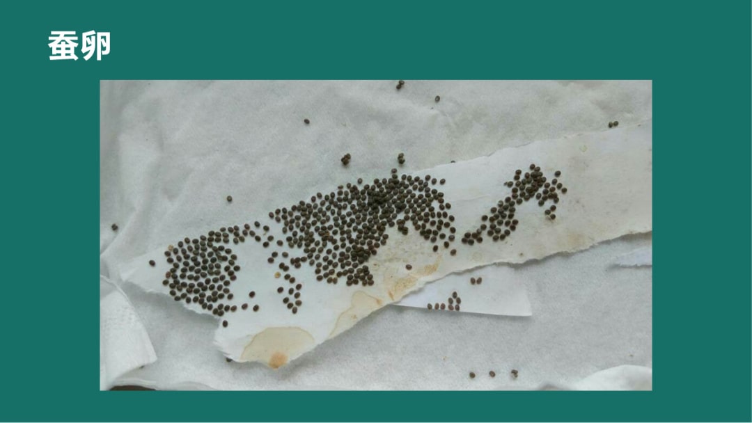 幼儿园大班科学教案：蚕的一生（含PPT课件图片）