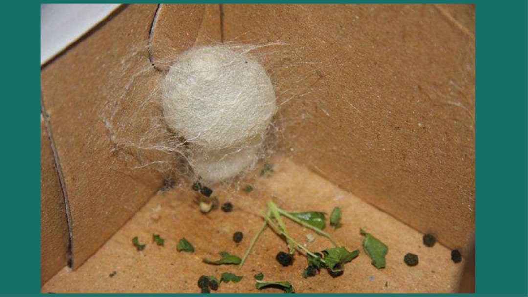 幼儿园大班科学教案：蚕的一生（含PPT课件图片）