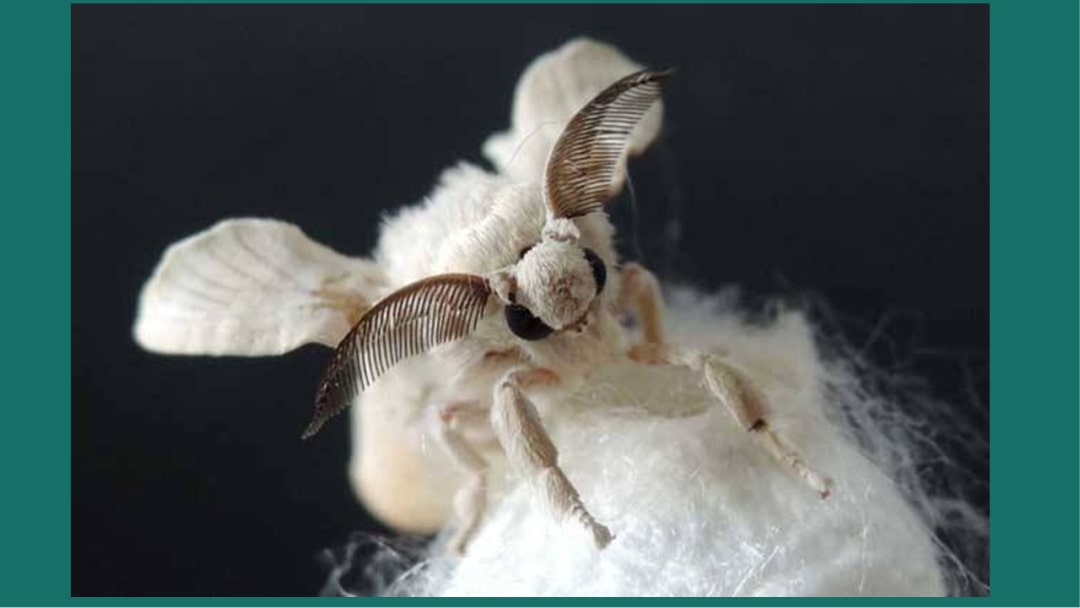 幼儿园大班科学教案：蚕的一生（含PPT课件图片）