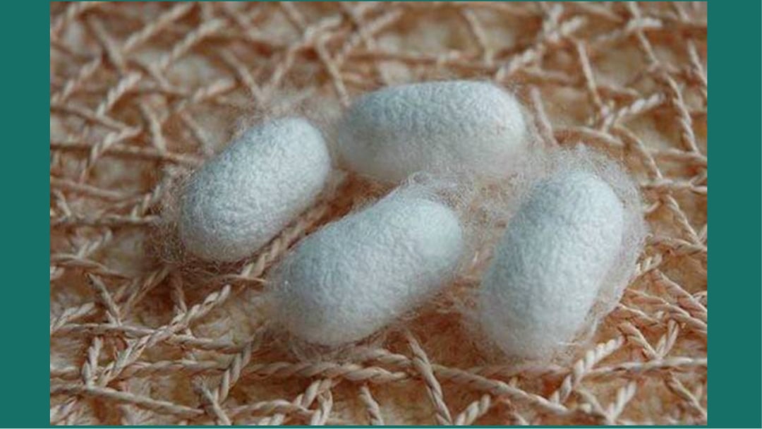 幼儿园大班科学教案：蚕的一生（含PPT课件图片）