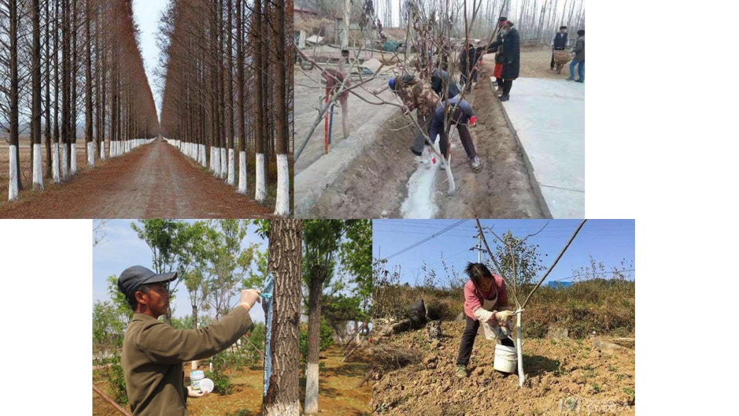 幼儿园大班植树节教案：用心爱护小苗苗（含PPT课件图片）