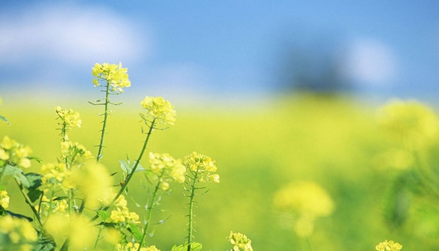 幼儿园春天主题活动教案(小中大班)