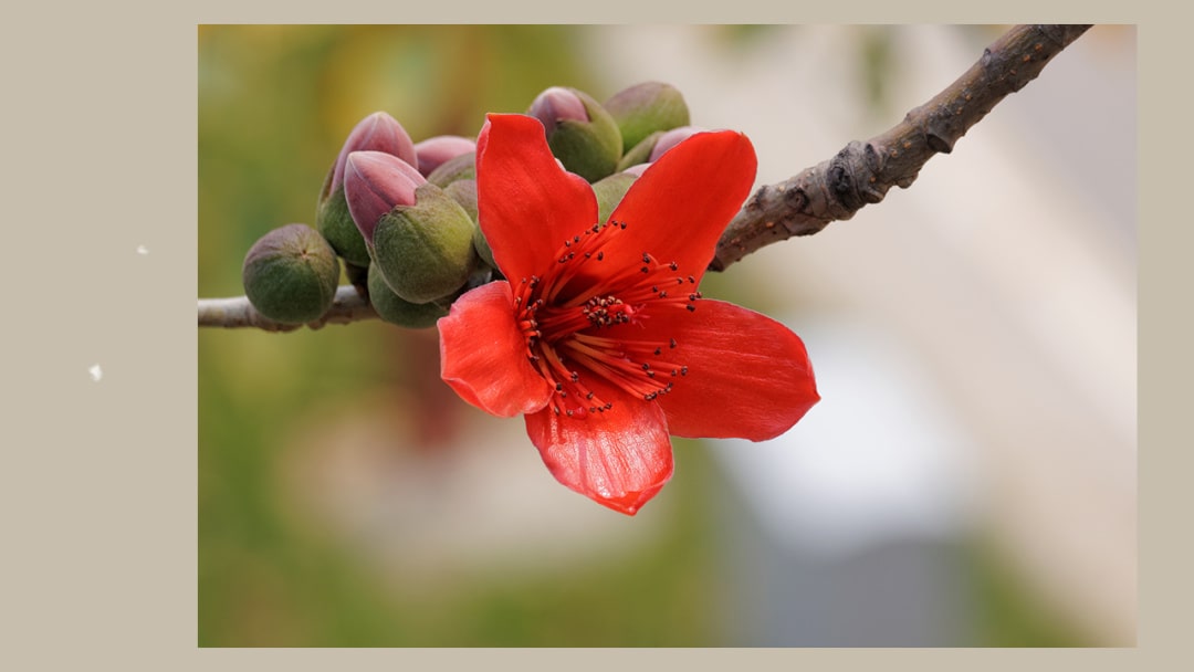 幼儿园大班手工活动教案：木棉花（含PPT课件图片）