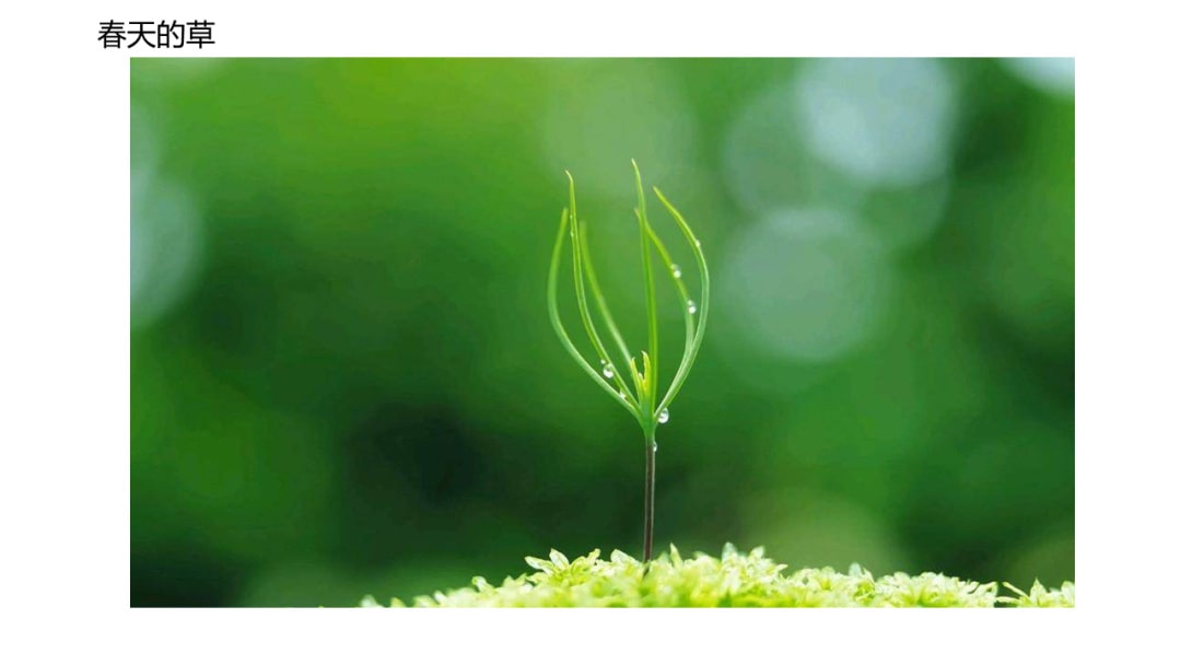 幼儿园中班科学教案：寻找春天的花