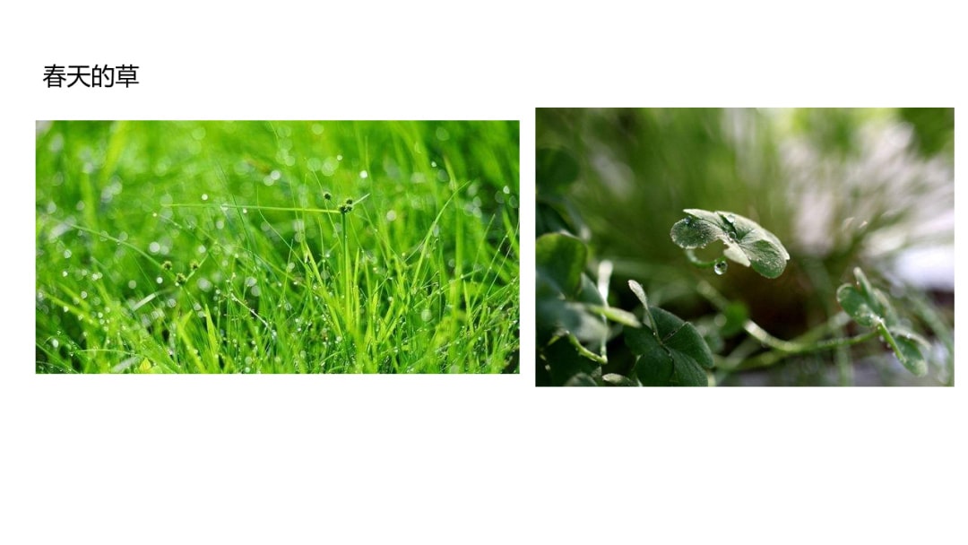 幼儿园中班科学教案：寻找春天的花