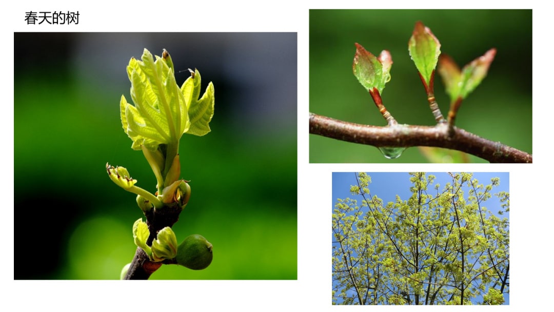 幼儿园中班科学教案：寻找春天的花