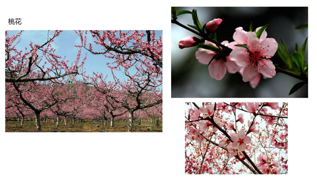 幼儿园中班科学教案：寻找春天的花