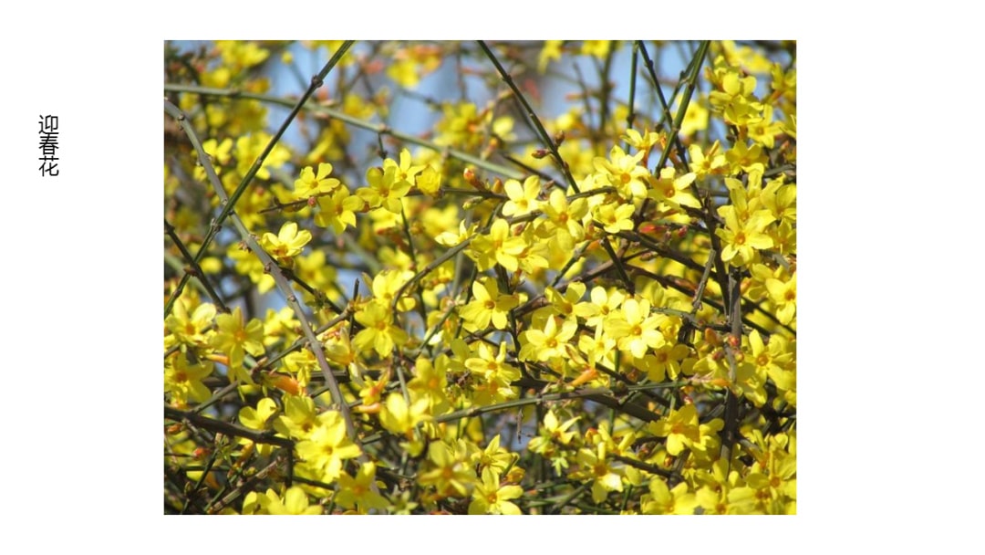 幼儿园中班科学教案：寻找春天的花