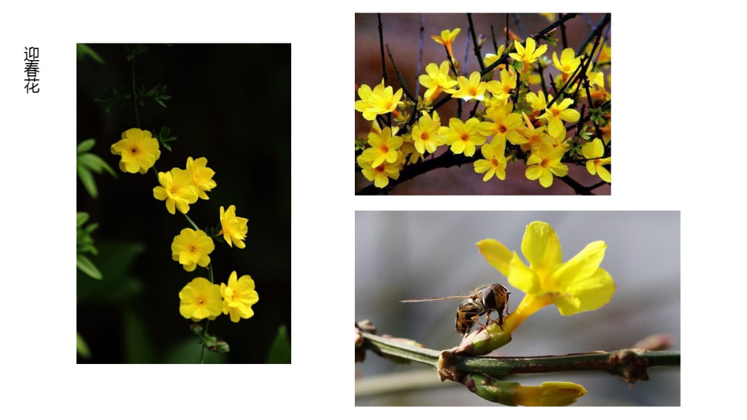 幼儿园中班科学教案：寻找春天的花