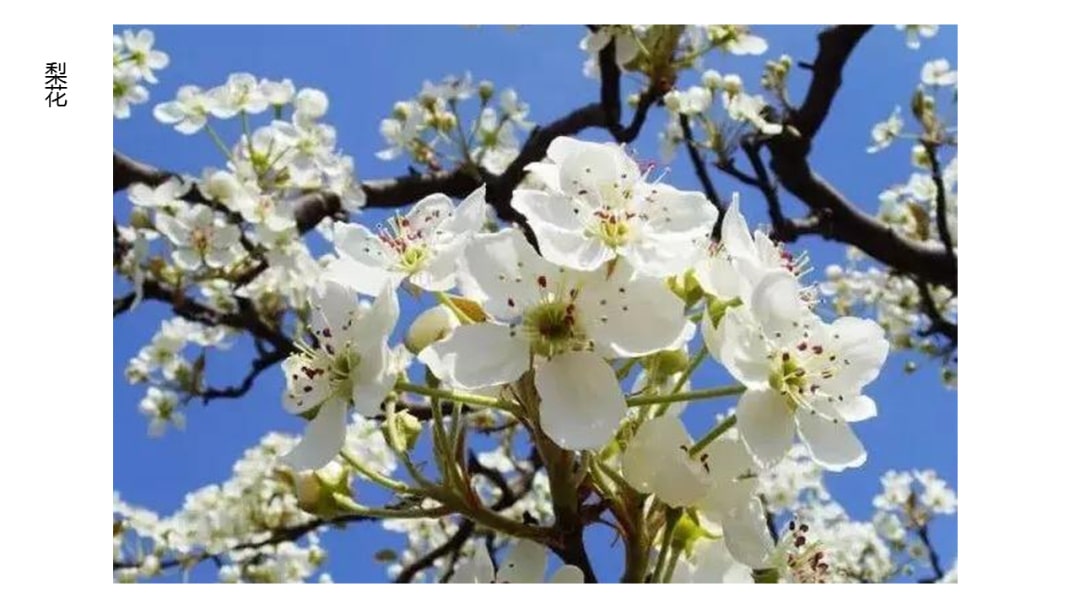 幼儿园中班科学教案：寻找春天的花