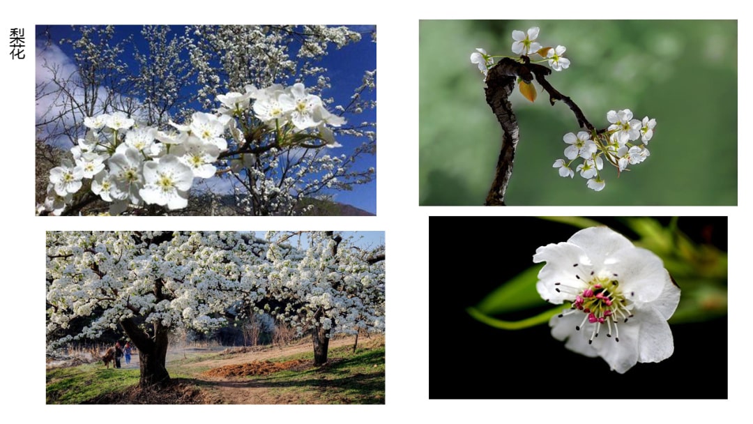 幼儿园中班科学教案：寻找春天的花