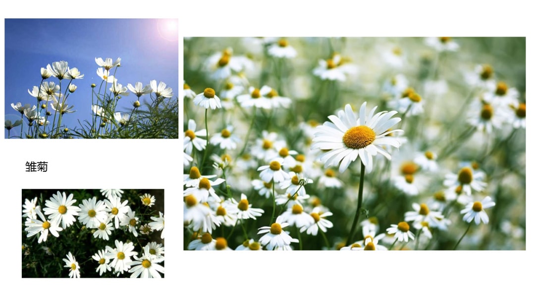 幼儿园中班科学教案：寻找春天的花