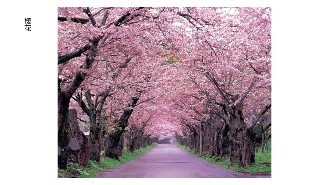 幼儿园中班科学教案：寻找春天的花