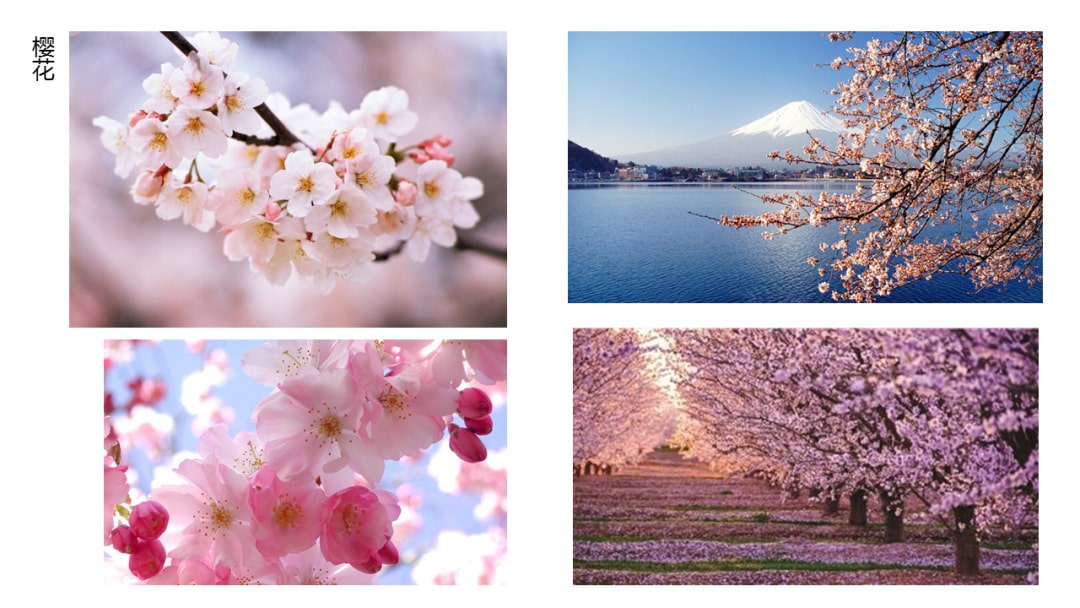 幼儿园中班科学教案：寻找春天的花