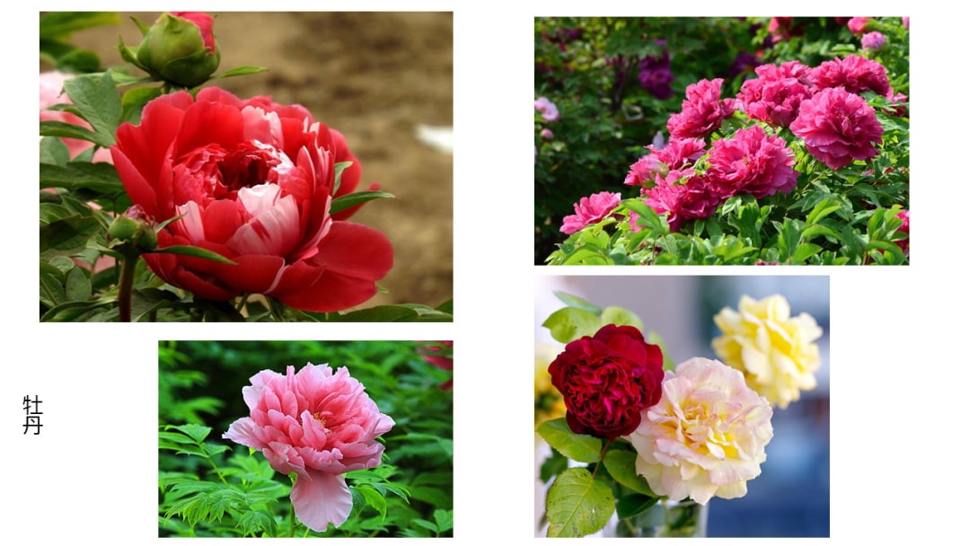 幼儿园中班科学教案：寻找春天的花