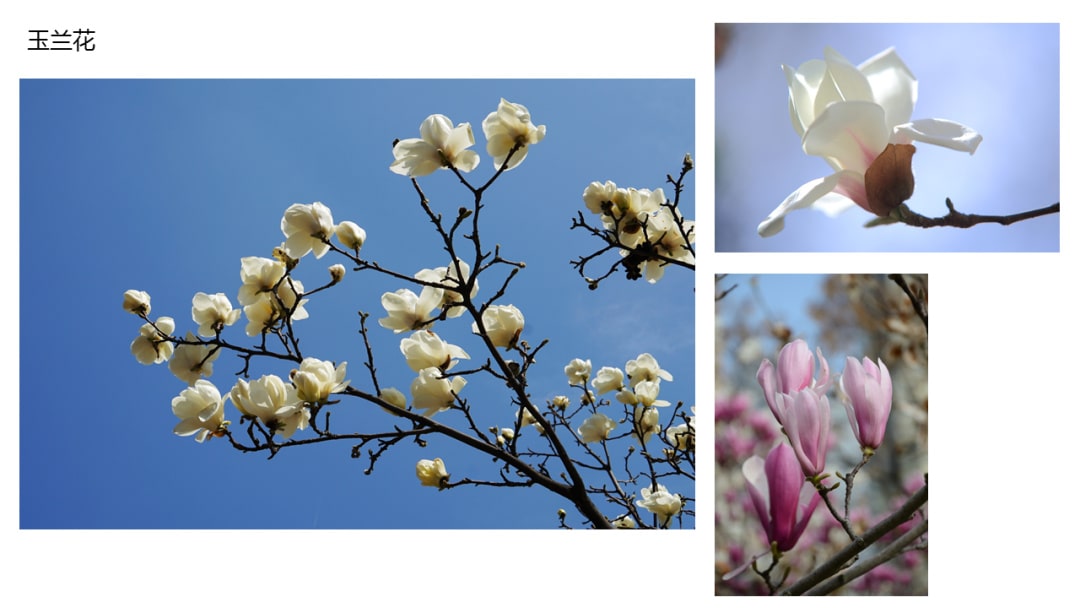 幼儿园中班科学教案：寻找春天的花